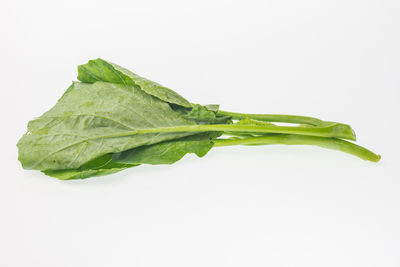 Close-up of leaf over white background