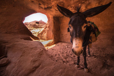 Donkey standing in cave