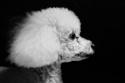 Close-up of cat against black background