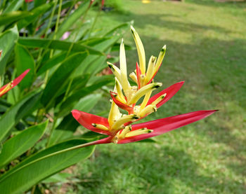 Close-up of red flower on field