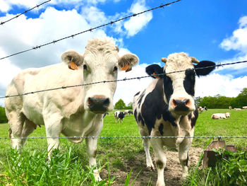 Cows standing in field