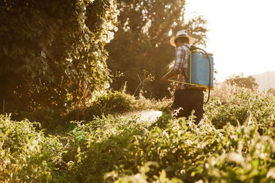 Rear view of man spraying pesticide on plants in farm