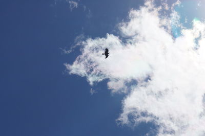 Low angle view of bird flying against sky