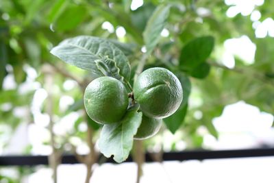 Close-up of fruit growing on tree