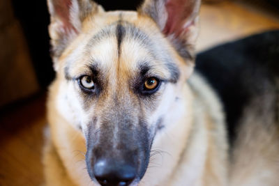 Close-up portrait of dog at home