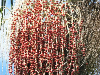 Close-up of red flowers