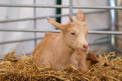 Close-up of goat on hay