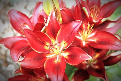 Close-up of red flowering plant