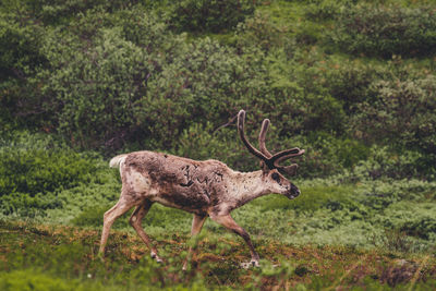 Caribou, animal, wildlife, nature, wild animal