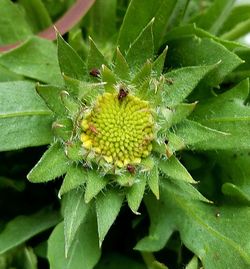 Macro shot of flower bud