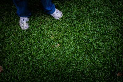 Low section of person standing on field