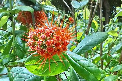 Close-up of red flowers growing on plant