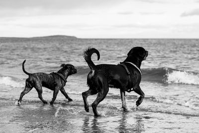 Dogs on beach against sky