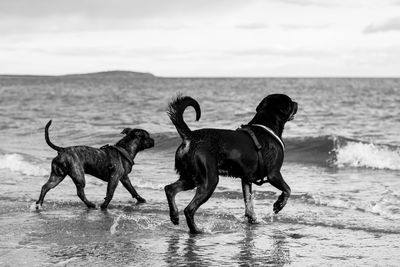 Dogs on shore at beach against sky