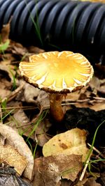 Close-up of fungus growing on tree trunk