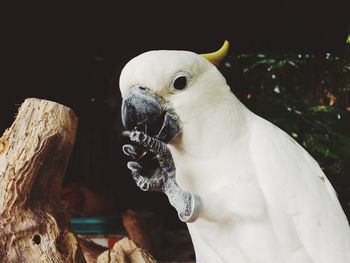 Close-up of parrot perching on wood