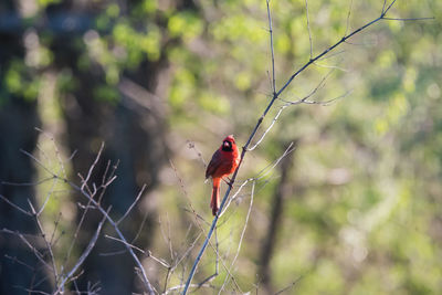 Cardinal in the sun