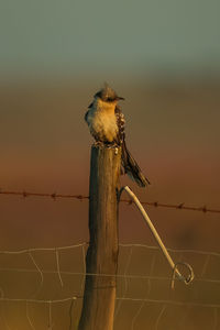 Bird perching on wooden post at sunset