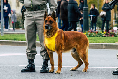 Low section of dog standing on street in city
