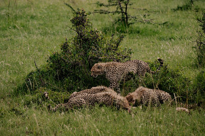 cheetah