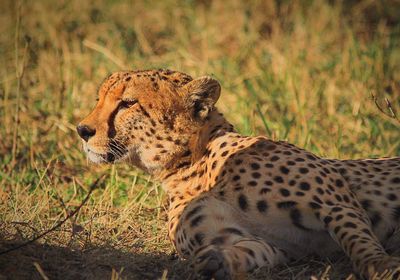 Close-up of cheetah lying on field