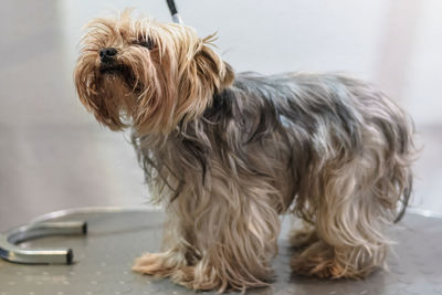 Yorkshire terrier dog gets nail cut hair grooming at salon and pet spa before service