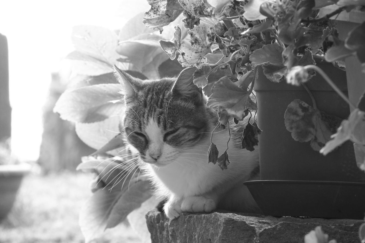 one animal, pets, animal themes, domestic animals, mammal, domestic cat, cat, feline, focus on foreground, flower, sitting, whisker, close-up, sunlight, day, looking away, nature, leaf