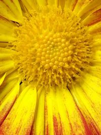 Full frame shot of sunflower