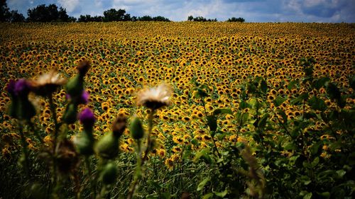 Scenic view of sunflower field against sky