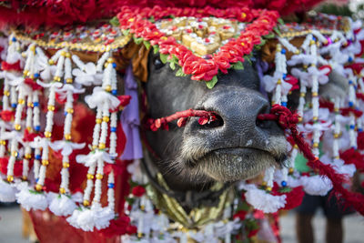 Close-up of horse