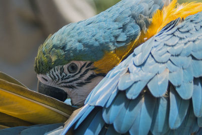 Close-up of peacock perching