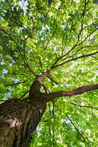 Low angle view of tree in forest