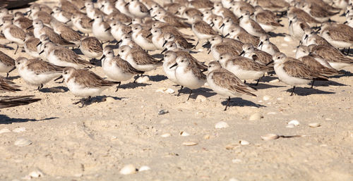 Cluster of black bellied plovers pluvialis squatarola birds on the white sands of clam pass 