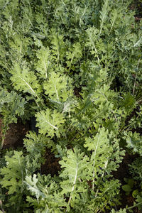 Plants growing on a tree