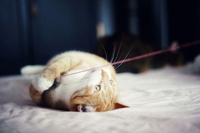Close-up of a cat on bed