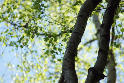 Low angle view of tree growing in forest