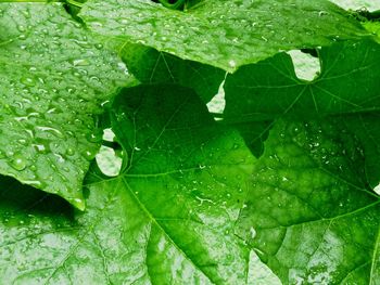 Close-up of raindrops on leaf