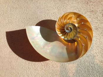 High angle view of shells on table