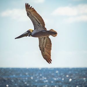 Close-up of bird flying over sea against sky