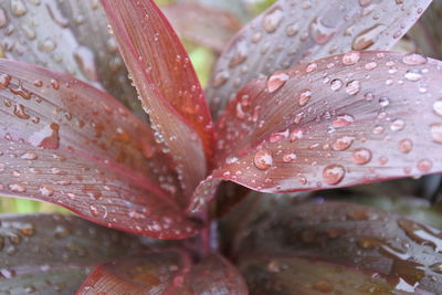 Close-up of raindrops on leaves