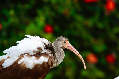 Close-up of a bird flying