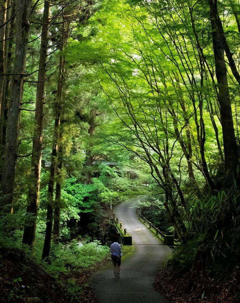 REAR VIEW OF MAN WALKING IN FOREST