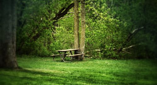 Bench in park