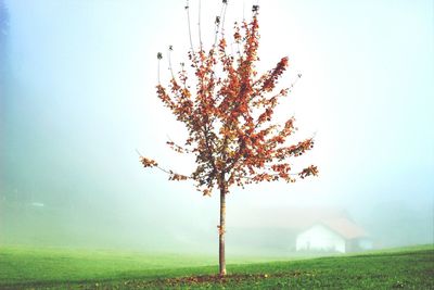 Trees in park