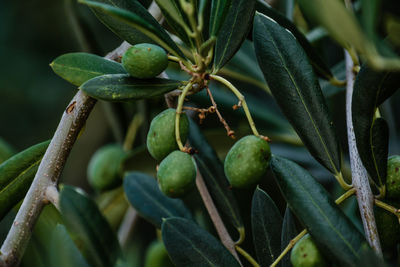 Close-up of fruit growing on tree