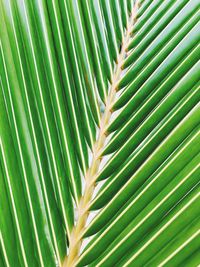 Close-up of palm leaves