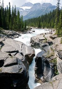 Scenic view of river flowing through forest