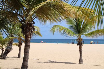 Palm trees on beach against sky