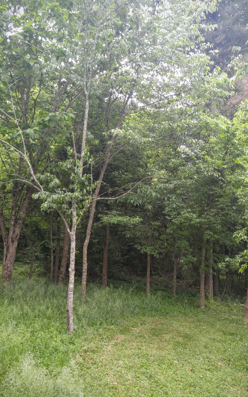 TREES GROWING ON LANDSCAPE