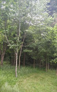 Trees growing in park